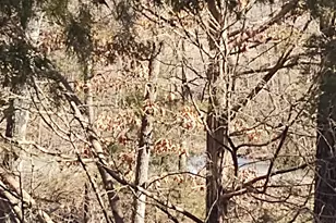 425 Pioneer Ln, Vienna, IL 62995 - Photo 40