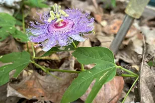 315 W Furlong St, Carrier Mills, IL 62917 - Photo 34