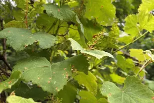 315 W Furlong St, Carrier Mills, IL 62917 - Photo 40