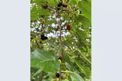 315 W Furlong Street, Carrier Mills, IL 62917 - Photo 38