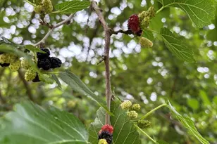 315 W Furlong St, Carrier Mills, IL 62917 - Photo 38