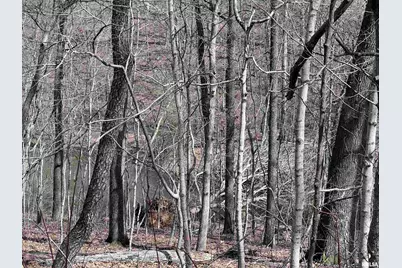 00 Deer Ridge Road, Orangeville, IL 62939 - Photo 4