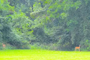 1253 County Rd 800 E, Carmi, IL 62821 - Photo 32