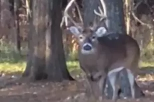 1640 Pleasant Ridge Rd, Vienna, IL 62995 - Photo 78