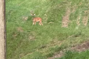 9049 Grassy Rd, Marion, IL 62959 - Photo 36