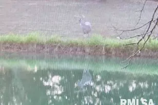 4490 Brushy Creek Church Rd, Galatia, IL 62935 - Photo 56