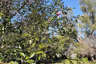 901 Locust St, Vienna, IL 62995 - Photo 4