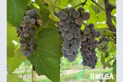 2142 N Hancock County Road, Nauvoo, IL 62354 - Photo 8