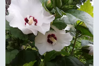 7216 Valley Drive, Bettendorf, IA 52722 - Photo 58