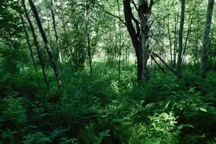 9072 N Grundy Rd, Tomahawk, WI 54487 - Photo 22