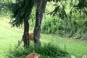 N9689 Bass Lake Ln, Phillips, WI 54555 - Photo 38