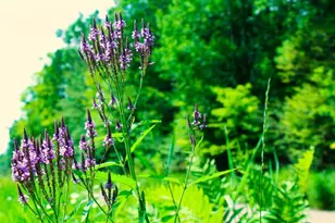 N10660 Tower Rd, Phillips, WI 54555 - Photo 38