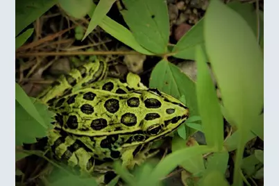 N10660 Tower Road, Phillips, WI 54555 - Photo 40