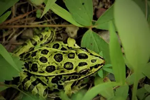 N10660 Tower Rd, Phillips, WI 54555 - Photo 40