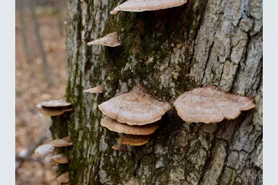 5404 Yetter Road, Pittsville, WI 54466 - Photo 30