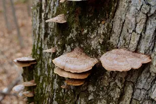 5404 Yetter Rd, Pittsville, WI 54466 - Photo 30