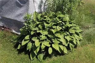 218 E Main St, Fairchild, WI 54741 - Photo 36