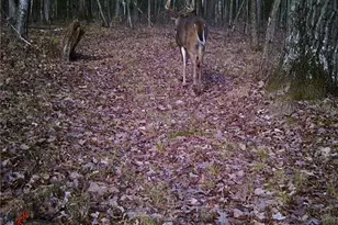 S2111 Pine Rd, Fall Creek, WI 54742 - Photo 56