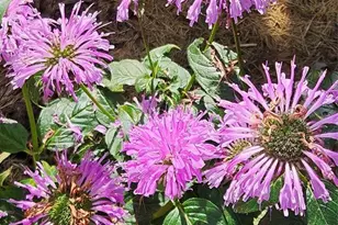 4836 Running Deer Dr, Eau Claire, WI 54703 - Photo 36