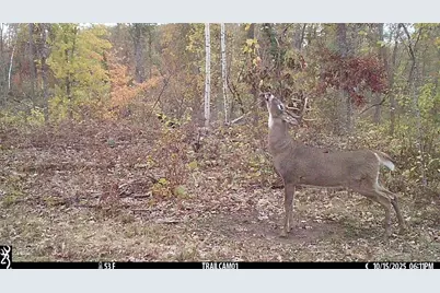 Tbd 10 Acres Antler Lake Drive, Milltown, WI 54858 - Photo 6