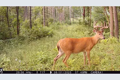 Tbd 10 Acres Antler Lake Drive, Milltown, WI 54858 - Photo 4