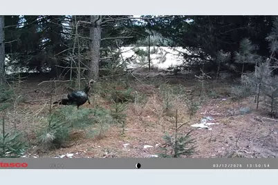 5 Acres 630th Street, Colfax, WI 54730 - Photo 12