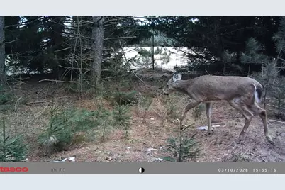 5 Acres 630th Street, Colfax, WI 54730 - Photo 8