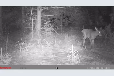 5 Acres 630th Street, Colfax, WI 54730 - Photo 10