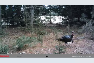 5 Acres 630th Street, Colfax, WI 54730 - Photo 14