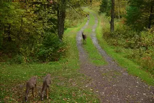 15594 W Deer Ln, Birchwood, WI 54817 - Photo 4