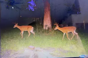 W5611 Gravelly Brook Rd, Porterfield, WI 54159 - Photo 38