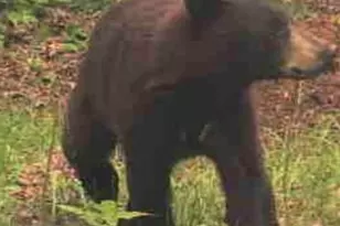 W5611 Gravelly Brook Rd, Porterfield, WI 54159 - Photo 36