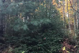 W6150 Steffen Ln, Pembine, WI 54156 - Photo 4