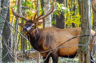 10014 Tank Ln, Brazeau, WI 54161 - Photo 26