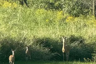 E8946 State Road 22, Bear Creek, WI 54922 - Photo 40