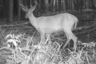 W17810 W Eland Rd, Wittenberg, WI 54499 - Photo 62