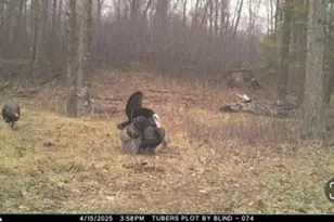 W17810 W Eland Rd, Wittenberg, WI 54499 - Photo 44