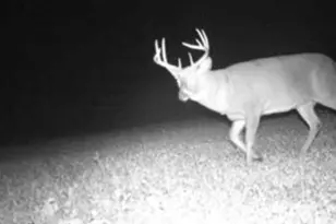 W17810 W Eland Rd, Wittenberg, WI 54499 - Photo 36