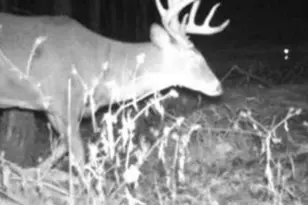 W17810 W Eland Rd, Wittenberg, WI 54499 - Photo 46