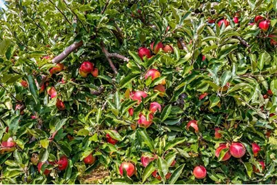 253 County Hwy Ce, Kaukauna, WI 54130 - Photo 34