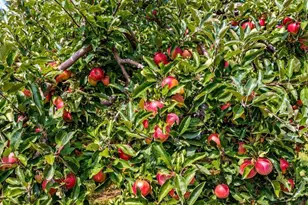 253 County Hwy Ce, Kaukauna, WI 54130 - Photo 34