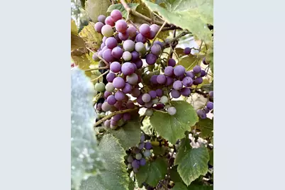 3405 Cth C, Pulaski, WI 54162 - Photo 28