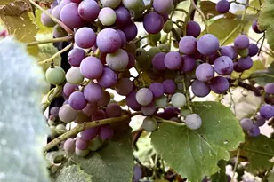 3405 CTH C, Pulaski, WI 54162 - Photo 28