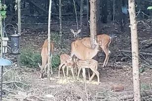 W4506 County Rd TT, Wild Rose, WI 54984 - Photo 2