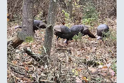 W4506 County Road Tt, Wild Rose, WI 54984 - Photo 24