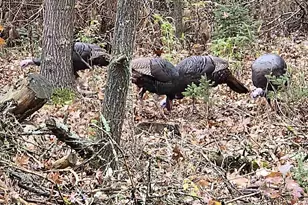 W4506 County Rd TT, Wild Rose, WI 54984 - Photo 24