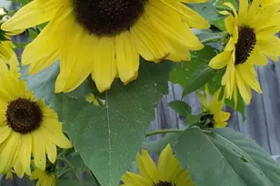 1254 Wild Rose Ln, Neenah, WI 54956 - Photo 40