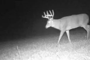 W17810 Eland Rd, Wittenberg, WI 54499 - Photo 72