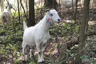 225 Whitetail Ln, Deerfield, WI 53531 - Photo 66