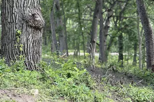 225 Whitetail Ln, Deerfield, WI 53531 - Photo 34